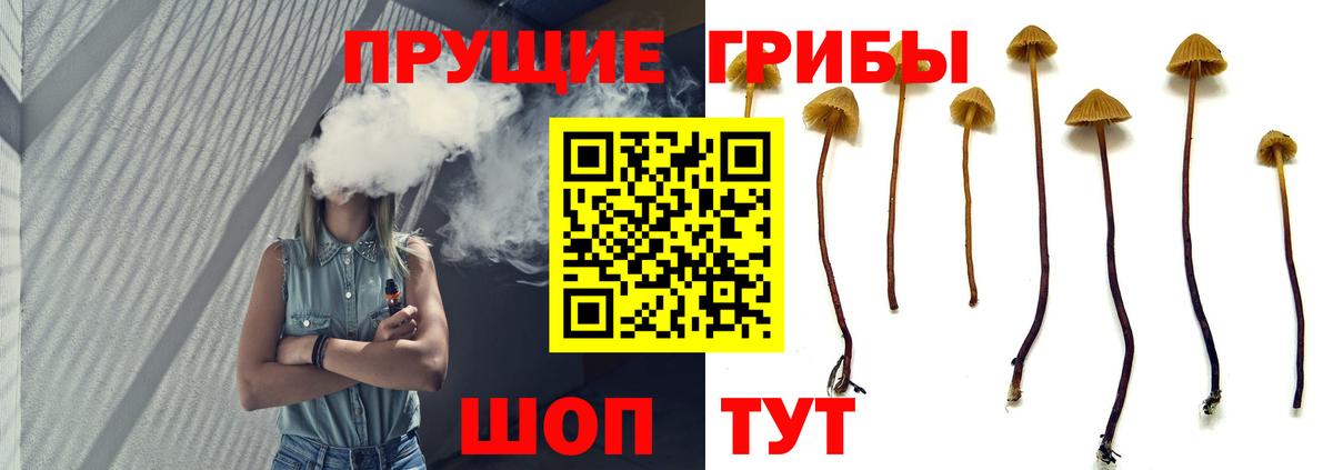 Псилоцибиновые грибы Psilocybine cubensis Железногорск